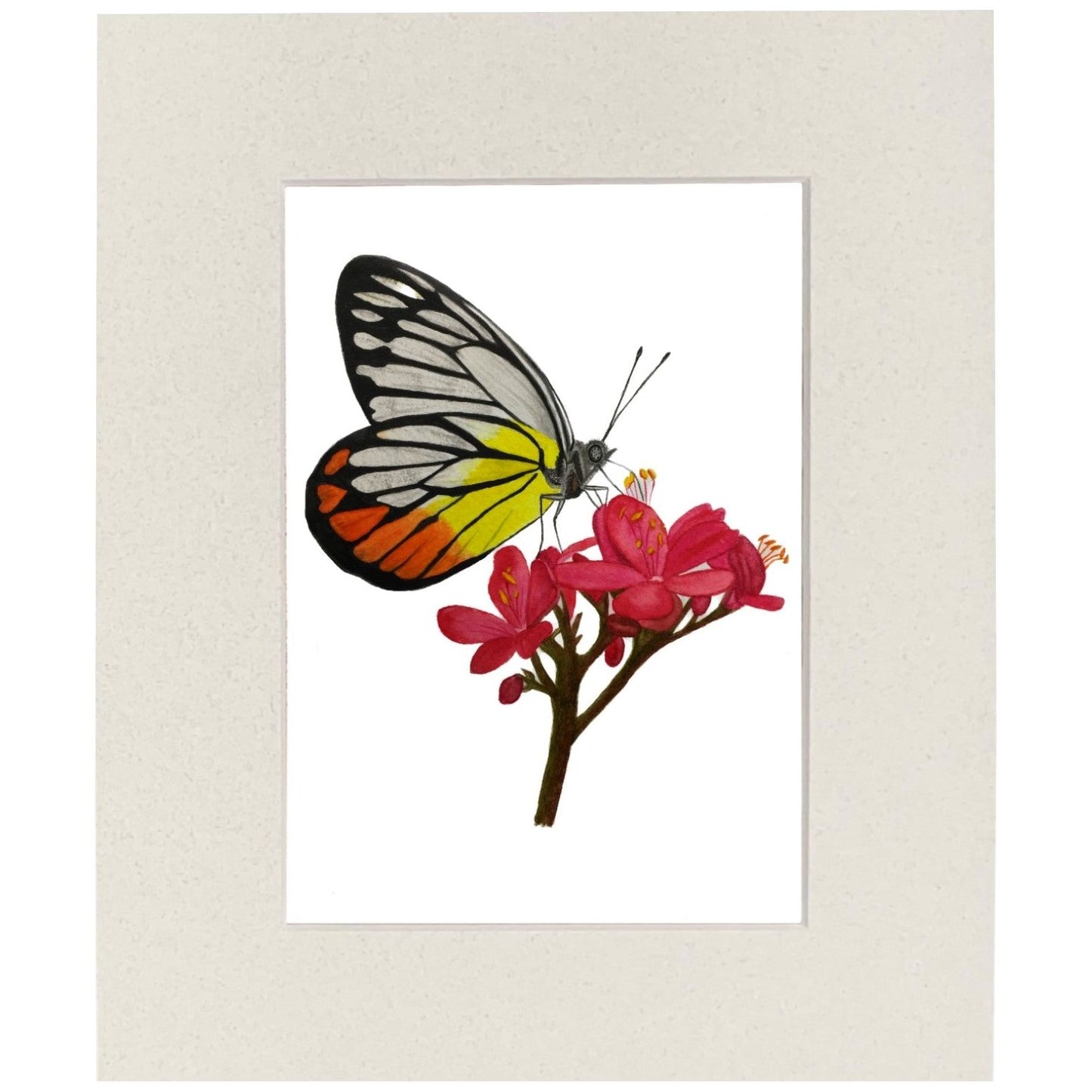 Painted Jezebel Butterfly