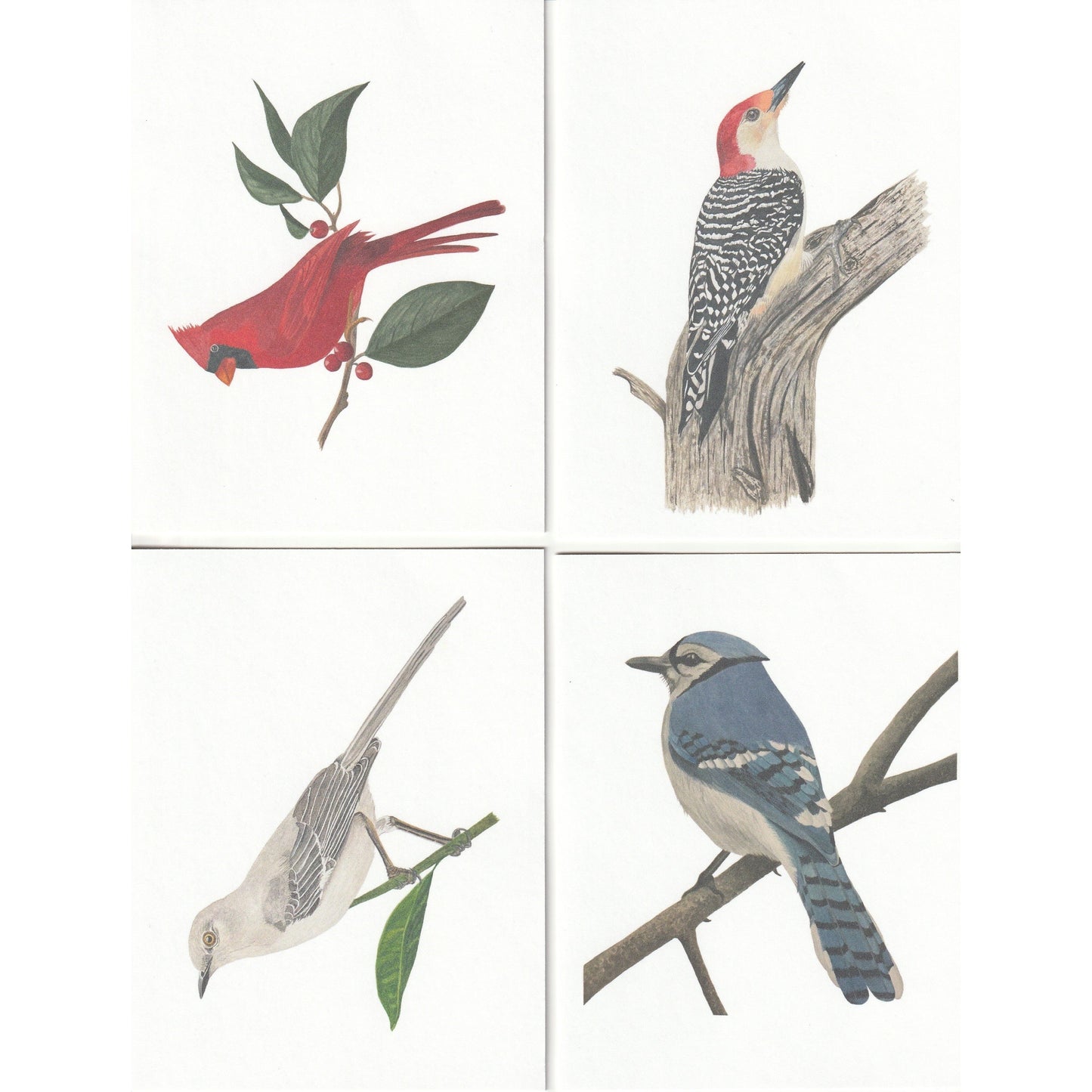 Bird Note Cards