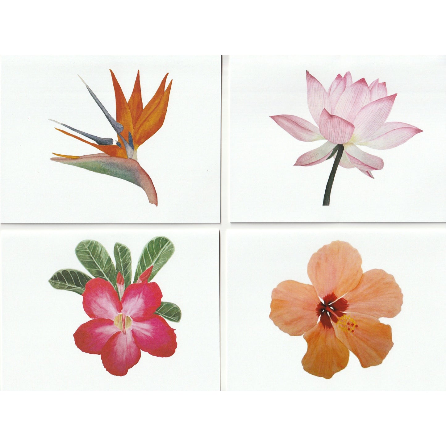 Floral Note Cards II